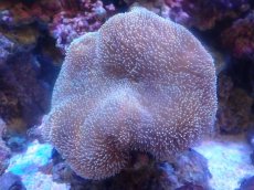 画像1: 【サンゴまとめ買い割引き10％〜20%OFF対象商品】 【サンゴ】【通販】【沖縄産】オオウミキノコ（L)（個体販売）（±17-19cm)No.5（生体）（サンゴ） (1)