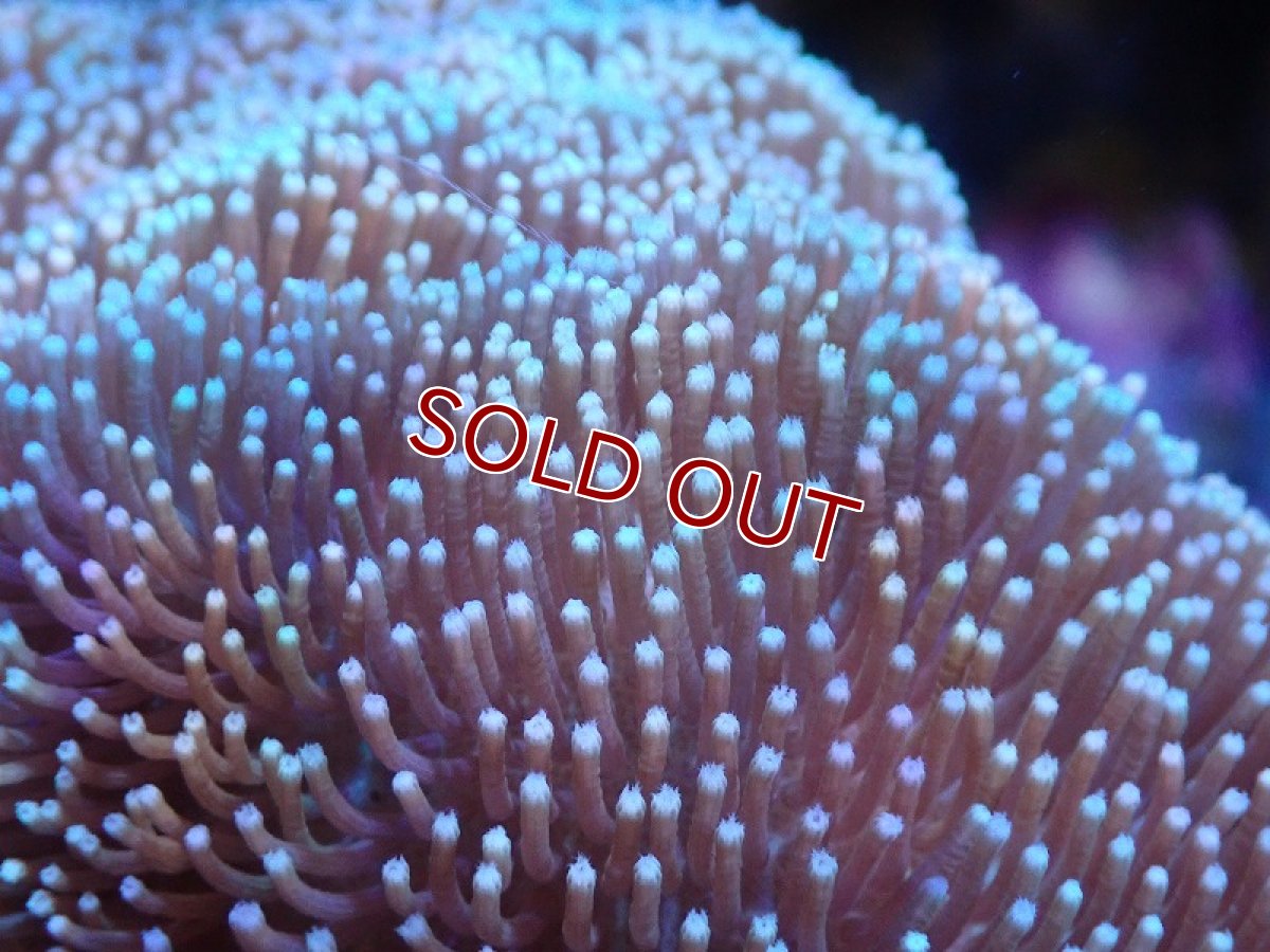 画像2: 【サンゴまとめ買い割引き10％〜20%OFF対象商品】 【サンゴ】【通販】【沖縄産】オオウミキノコ（L)（個体販売）（±17-19cm)No.5（生体）（サンゴ） (2)