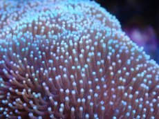 画像2: 【サンゴまとめ買い割引き10％〜20%OFF対象商品】 【サンゴ】【通販】【沖縄産】オオウミキノコ（L)（個体販売）（±17-19cm)No.5（生体）（サンゴ） (2)