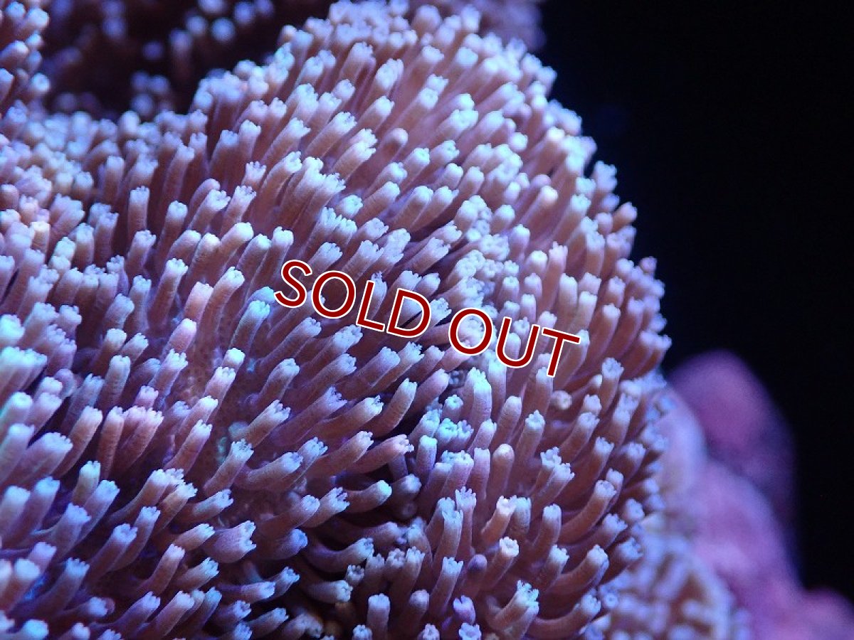 画像2: 【サンゴまとめ買い割引き10％〜20%OFF対象商品】 【サンゴ】【通販】【沖縄産】オオウミキノコ（L)（個体販売）（±17-19cm)No.6（生体）（サンゴ） (2)