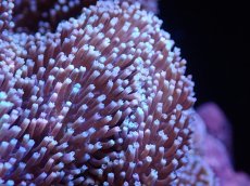 画像2: 【サンゴまとめ買い割引き10％〜20%OFF対象商品】 【サンゴ】【通販】【沖縄産】オオウミキノコ（L)（個体販売）（±17-19cm)No.6（生体）（サンゴ） (2)