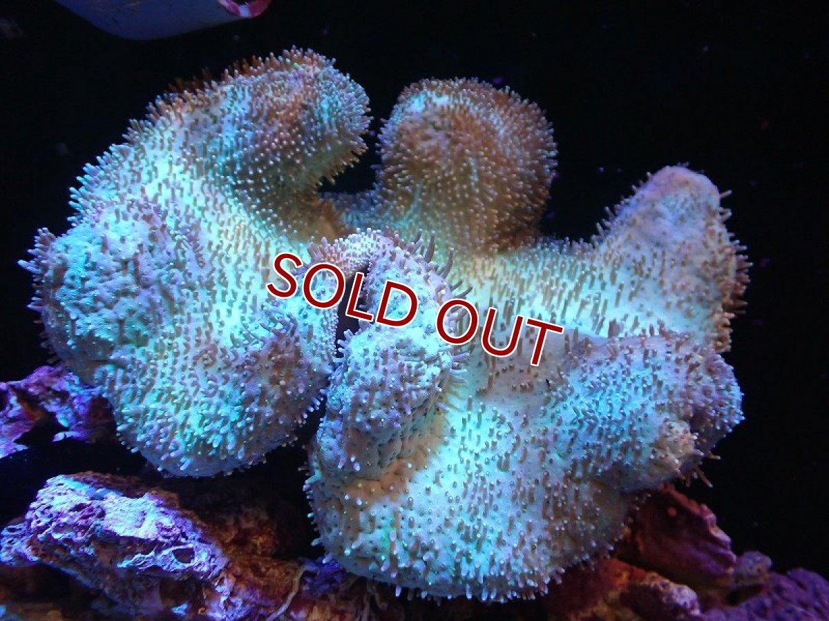 画像1: 【サンゴまとめ買い割引き10％〜20%OFF対象商品】 【サンゴ】【通販】【沖縄産】オオウミキノコ（L)ライトグリーン（個体販売）（±17-19cm)No.7（生体）（サンゴ） (1)