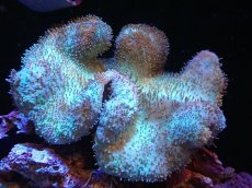 画像1: 【サンゴまとめ買い割引き10％〜20%OFF対象商品】 【サンゴ】【通販】【沖縄産】オオウミキノコ（L)ライトグリーン（個体販売）（±17-19cm)No.7（生体）（サンゴ） (1)