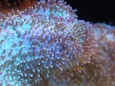 画像2: 【サンゴまとめ買い割引き10％〜20%OFF対象商品】 【サンゴ】【通販】【沖縄産】オオウミキノコ（L)ライトグリーン（個体販売）（±17-19cm)No.7（生体）（サンゴ） (2)