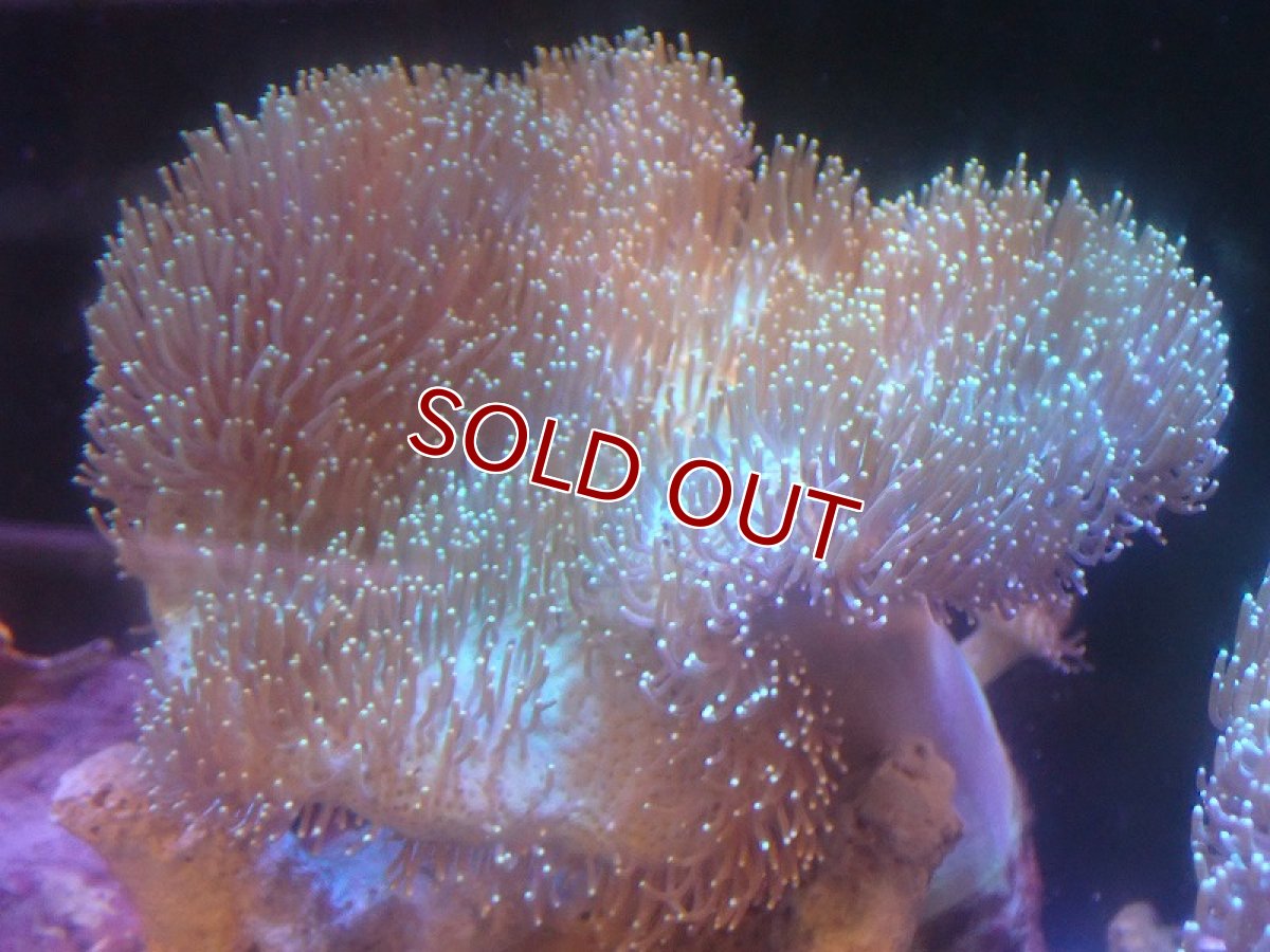 画像1: 【サンゴまとめ買い割引き10％〜20%OFF対象商品】 【サンゴ】【通販】【沖縄産】オオウミキノコ（L)ライトグリーン（個体販売）（±17-19cm)No.8（生体）（サンゴ） (1)