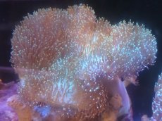 画像1: 【サンゴまとめ買い割引き10％〜20%OFF対象商品】 【サンゴ】【通販】【沖縄産】オオウミキノコ（L)ライトグリーン（個体販売）（±17-19cm)No.8（生体）（サンゴ） (1)