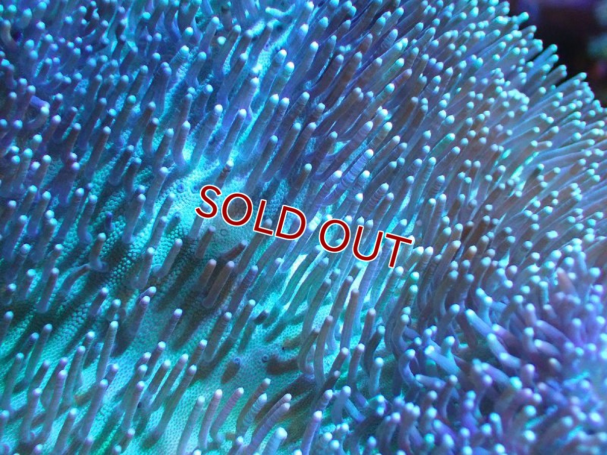 画像2: 【サンゴまとめ買い割引き10％〜20%OFF対象商品】 【サンゴ】【通販】【沖縄産】オオウミキノコ（XL)ライトグリーン（個体販売）（±22-25cm)No.9（生体）（サンゴ） (2)