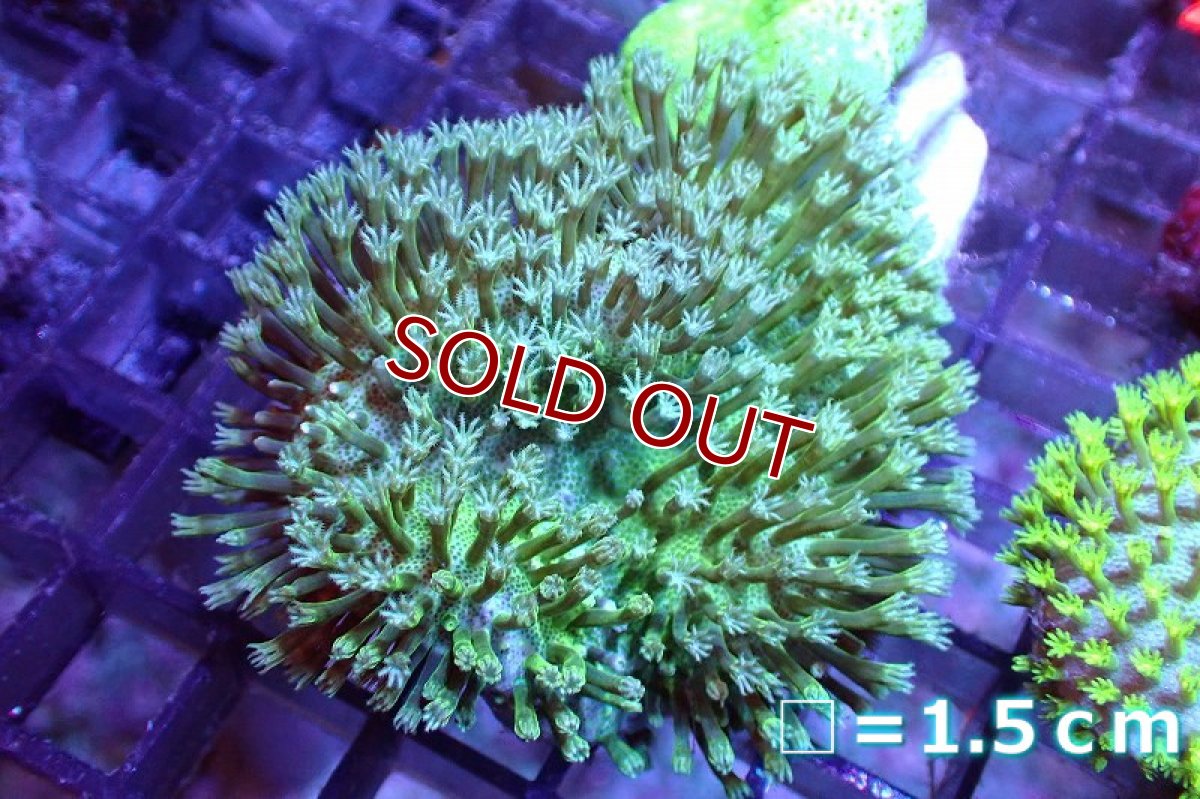 画像1: 【サンゴ】【通販】ウミキノコsp.(スーパーメタリックグリーン）（個体販売）（生体）（サンゴ） (1)