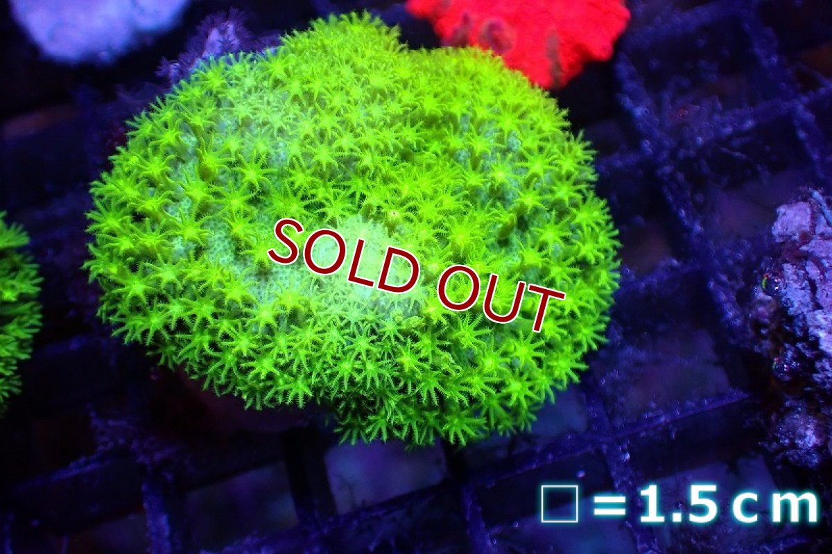 画像1: 【サンゴまとめ買い割引き10％〜20%OFF対象商品】 【サンゴ】【通販】ウミキノコsp.(スーパーメタリックグリーン）（個体販売）（生体）（サンゴ） (1)