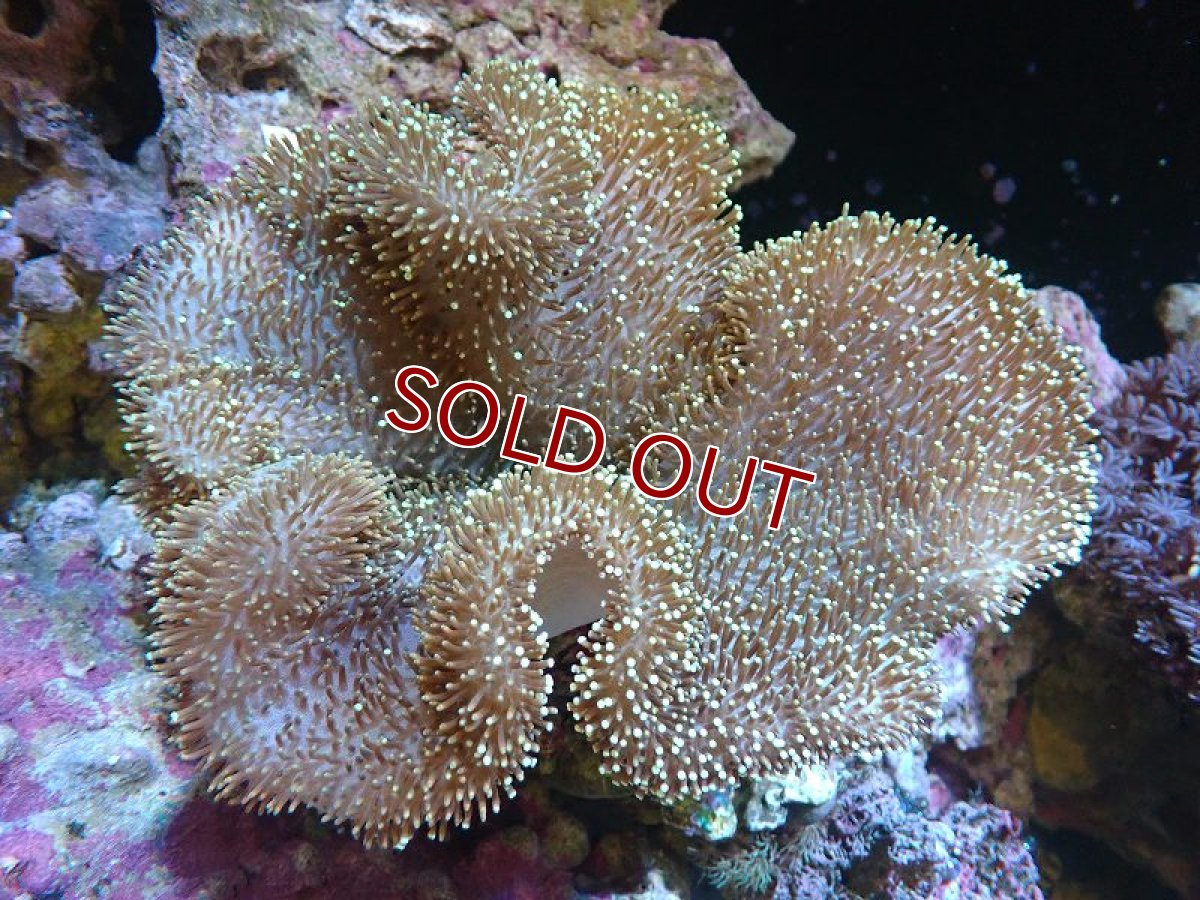 画像1: 【サンゴまとめ買い割引き10％〜20%OFF対象商品】 【サンゴ】【通販】【沖縄産】オオウミキノコ（MLサイズ）（個体販売）（±17-18cm)（生体）（サンゴ） (1)