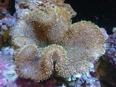 画像1: 【サンゴまとめ買い割引き10％〜20%OFF対象商品】 【サンゴ】【通販】【沖縄産】オオウミキノコ（MLサイズ）（個体販売）（±17-18cm)（生体）（サンゴ） (1)