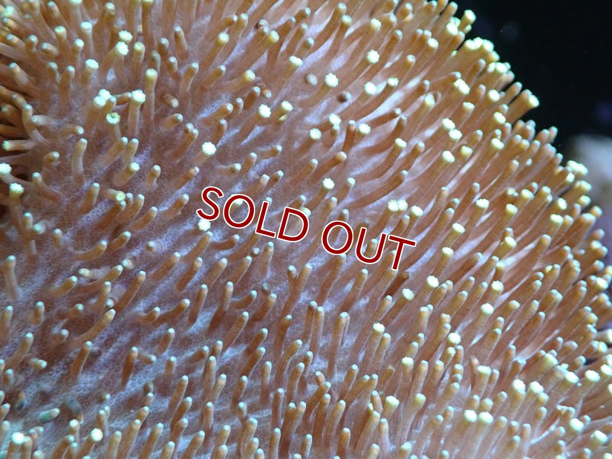 画像2: 【サンゴまとめ買い割引き10％〜20%OFF対象商品】 【サンゴ】【通販】【沖縄産】オオウミキノコ（MLサイズ）（個体販売）（±17-18cm)（生体）（サンゴ） (2)