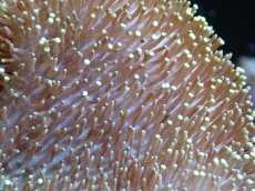 画像2: 【サンゴまとめ買い割引き10％〜20%OFF対象商品】 【サンゴ】【通販】【沖縄産】オオウミキノコ（MLサイズ）（個体販売）（±17-18cm)（生体）（サンゴ） (2)