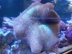 画像1: 【サンゴ】【通販】【沖縄産】オオウミキノコ（ライトグリーン/XXLサイズ）（個体販売）（±45-50cm)No.1（生体）（サンゴ） (1)