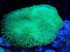画像1: 【サンゴ】【通販】ウミキノコsp.(Mtaliic Green)（個体販売）（±10cm)（生体）（サンゴ） (1)