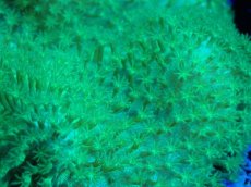 画像2: 【サンゴ】【通販】ウミキノコsp.(Mtaliic Green)（個体販売）（±10cm)（生体）（サンゴ） (2)
