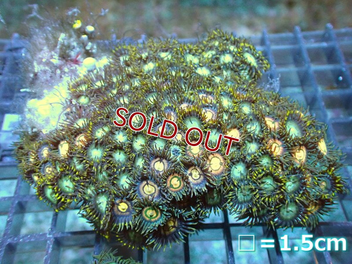 画像1: 【サンゴ】【通販】マメスナギンチャクsp.(Multi）SMサイズ（個体販売）No.29（生体）（サンゴ） (1)