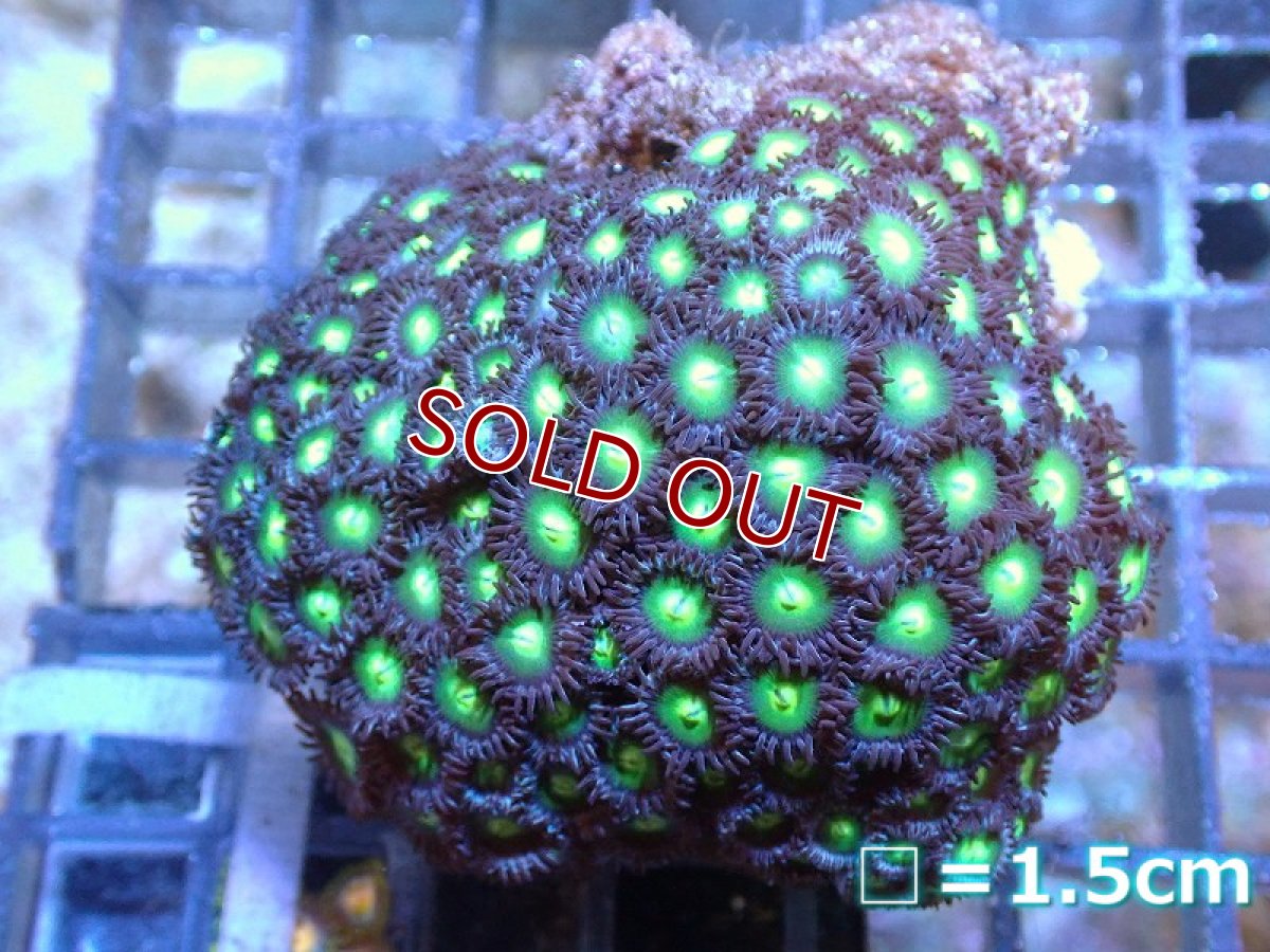 画像1: 【サンゴ】【通販】マメスナギンチャクsp.(Multi）SMサイズ（個体販売）No.21（生体）（サンゴ） (1)