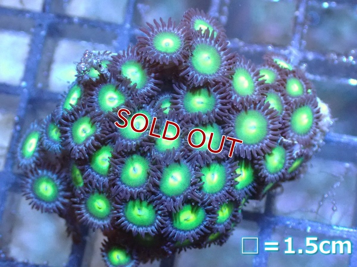 画像1: 【サンゴ】【通販】マメスナギンチャクsp.(Multi）SMサイズ（個体販売）No.30（生体）（サンゴ） (1)