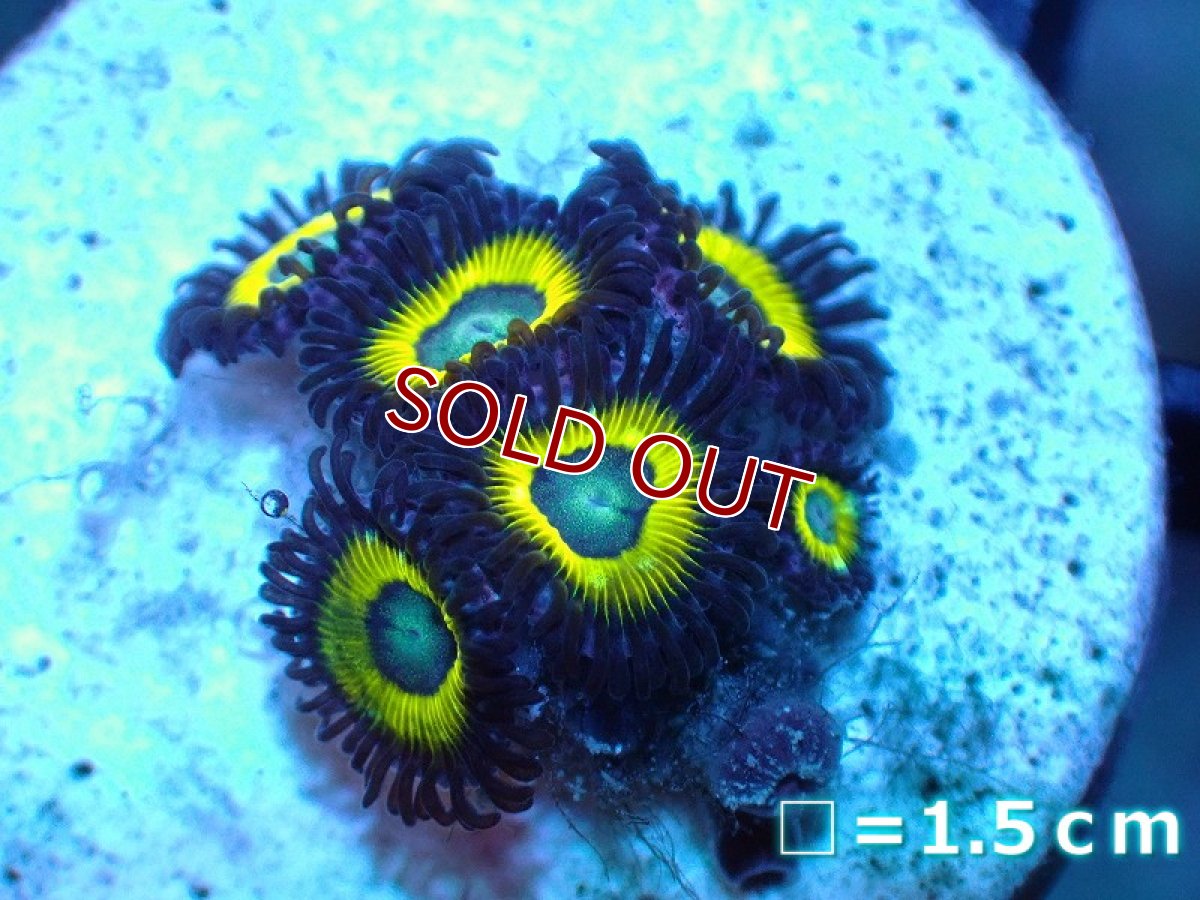 画像1: 【サンゴ】【通販】マメスナギンチャクsp. (Multi/フラグ）（個体販売）No.13（生体）（サンゴ） (1)
