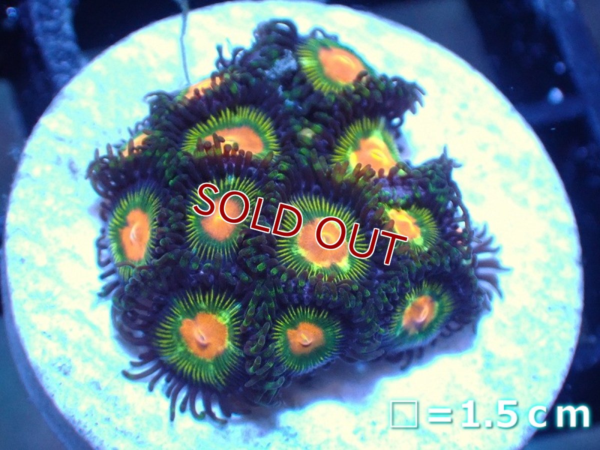 画像1: 【サンゴ】【通販】マメスナギンチャクsp. (Multi/フラグ）（個体販売）No.19（生体）（サンゴ） (1)