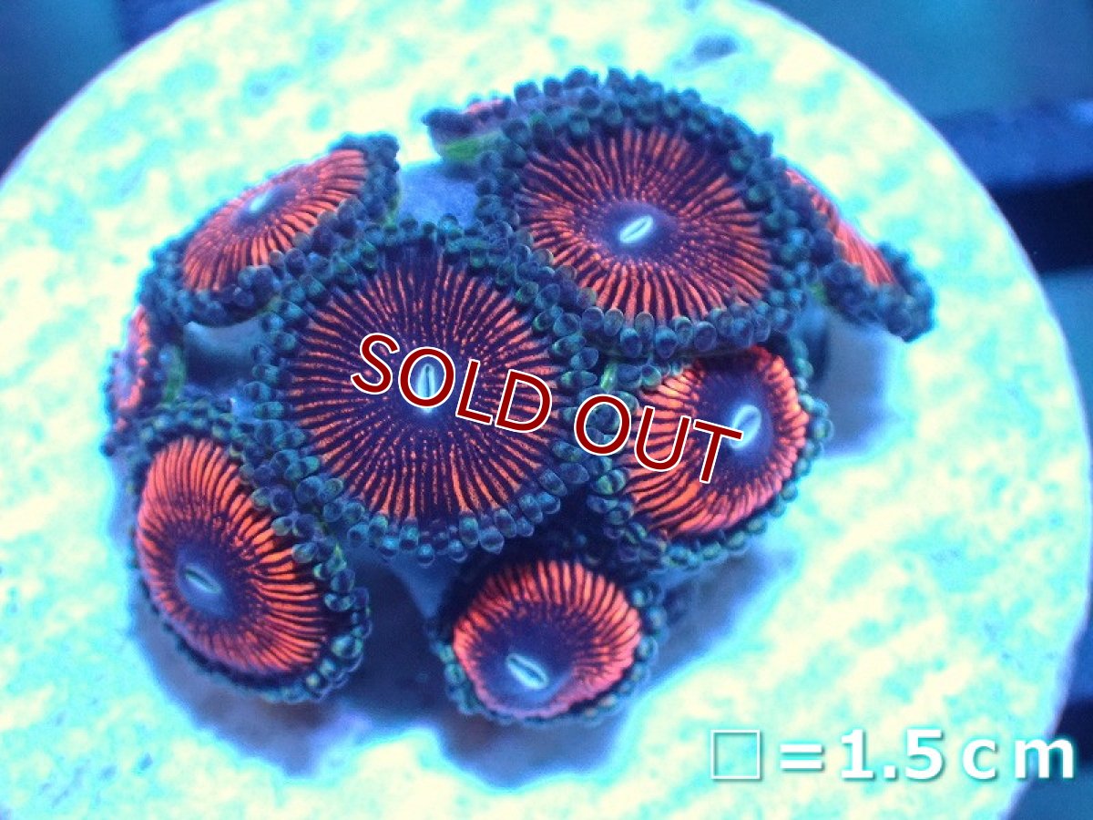 画像1: 【サンゴ】【通販】マメスナギンチャクsp. (Multi/フラグ）（個体販売）No.24（生体）（サンゴ） (1)