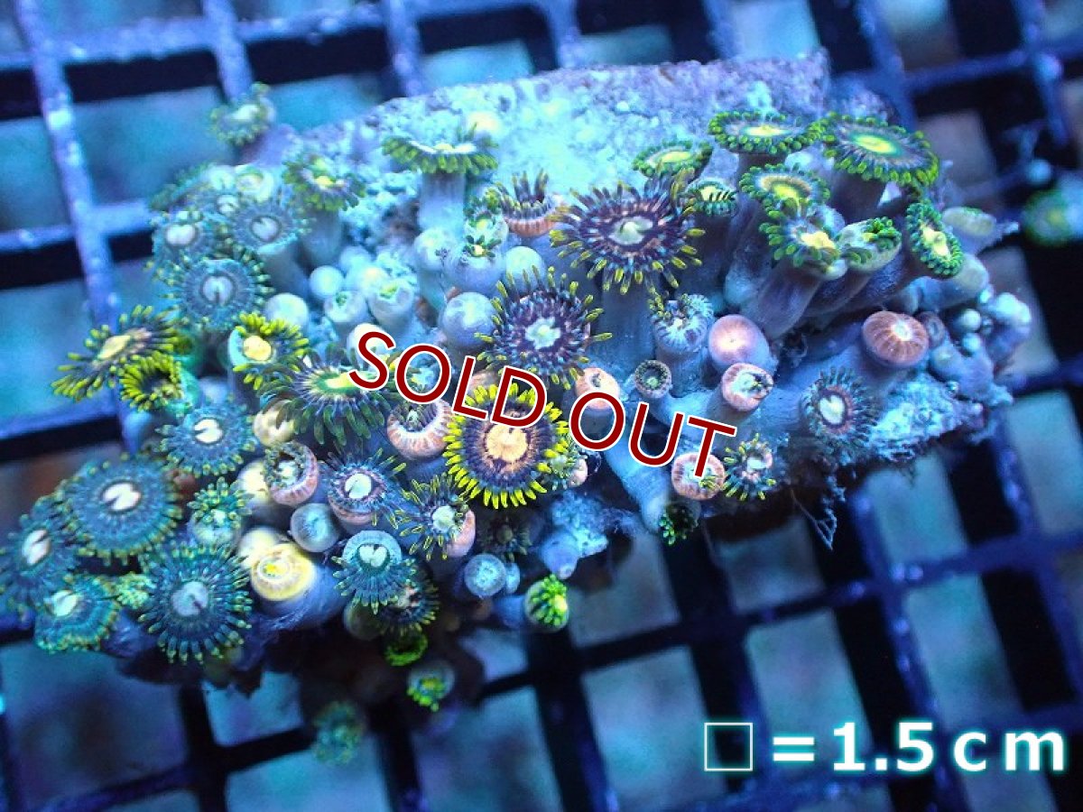 画像1: 【サンゴ】【通販】マメスナギンチャクsp. (Multi）（個体販売）No.51（生体）（サンゴ） (1)