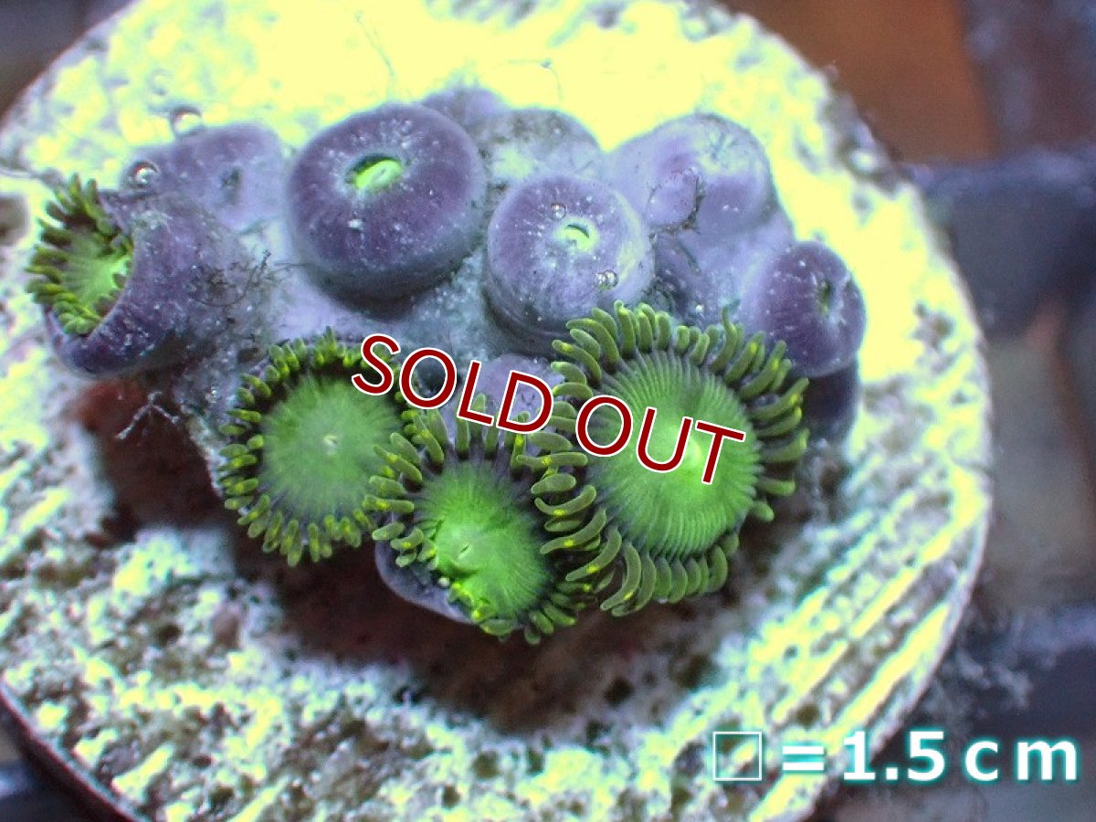 画像1: 【サンゴ】【通販】マメスナギンチャクsp. (フラグ/美カラー）（個体販売）No.2（生体）（サンゴ） (1)