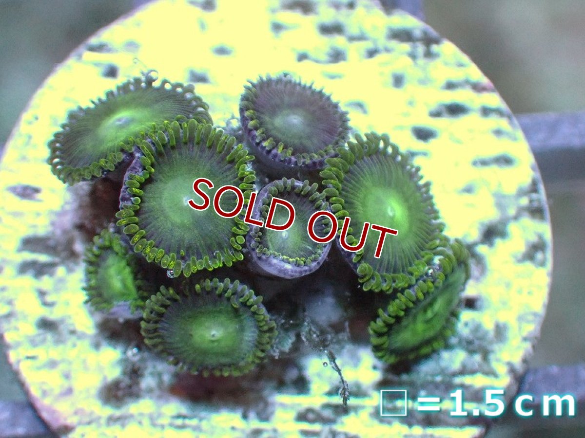 画像1: 【サンゴ】【通販】マメスナギンチャクsp. (フラグ/美カラー）（個体販売）No.3（生体）（サンゴ） (1)