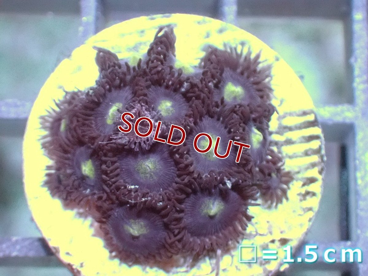 画像1: 【サンゴ】【通販】マメスナギンチャクsp. (フラグ/美カラー）（個体販売）No.5（生体）（サンゴ） (1)