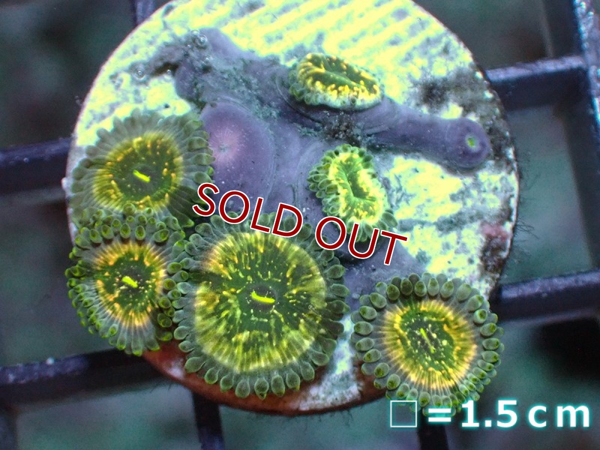 画像1: 【サンゴ】【通販】マメスナギンチャクsp. (フラグ/美カラー）（個体販売）No.6（生体）（サンゴ） (1)