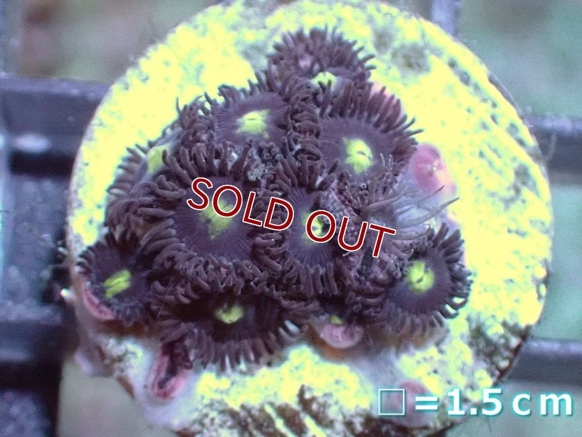 画像1: 【サンゴ】【通販】マメスナギンチャクsp. (フラグ/美カラー）（個体販売）No.7（生体）（サンゴ） (1)