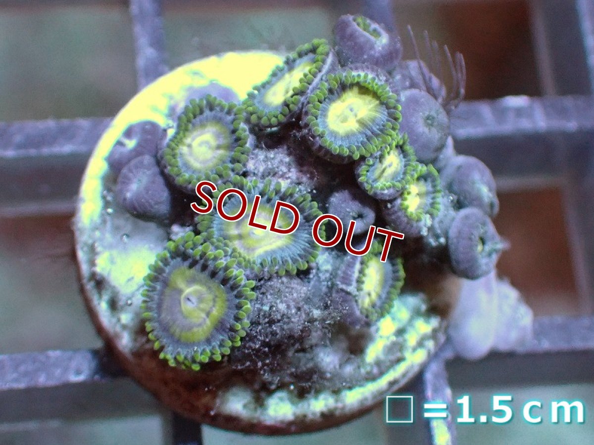 画像1: 【サンゴ】【通販】マメスナギンチャクsp. (フラグ/美カラー）（個体販売）No.9（生体）（サンゴ） (1)