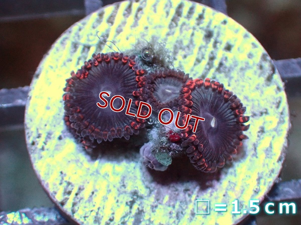 画像1: 【サンゴ】【通販】マメスナギンチャクsp. (フラグ/美カラー）（個体販売）No.11（生体）（サンゴ） (1)