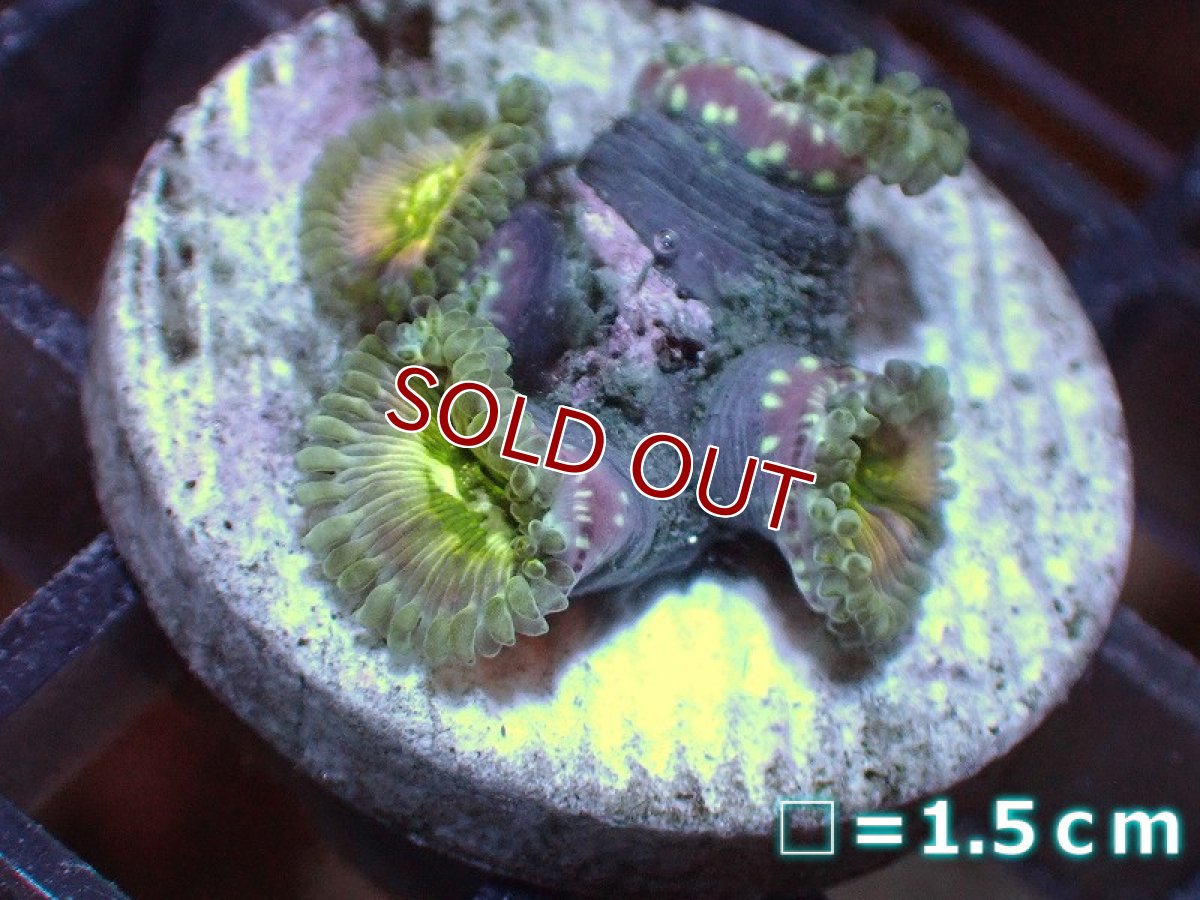 画像1: 【サンゴ】【通販】マメスナギンチャクsp. (フラグ/美カラー）（個体販売）No.13（生体）（サンゴ） (1)