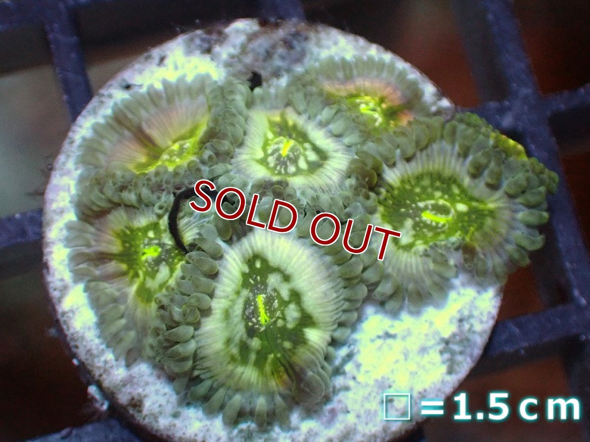 画像1: 【サンゴ】【通販】マメスナギンチャクsp. (フラグ/美カラー）（個体販売）No.14（生体）（サンゴ） (1)