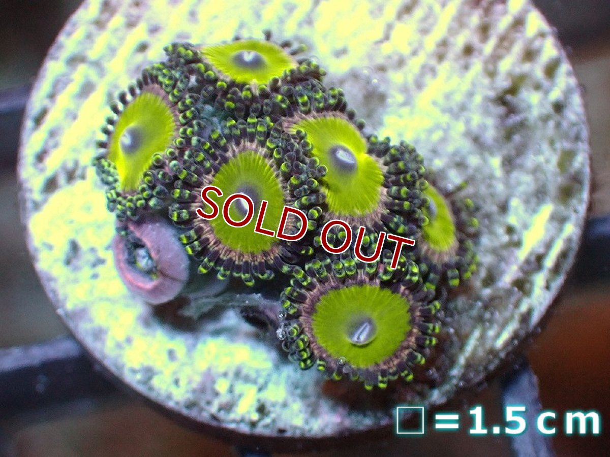 画像1: 【サンゴ】【通販】マメスナギンチャクsp. (フラグ/美カラー）（個体販売）No.15（生体）（サンゴ） (1)