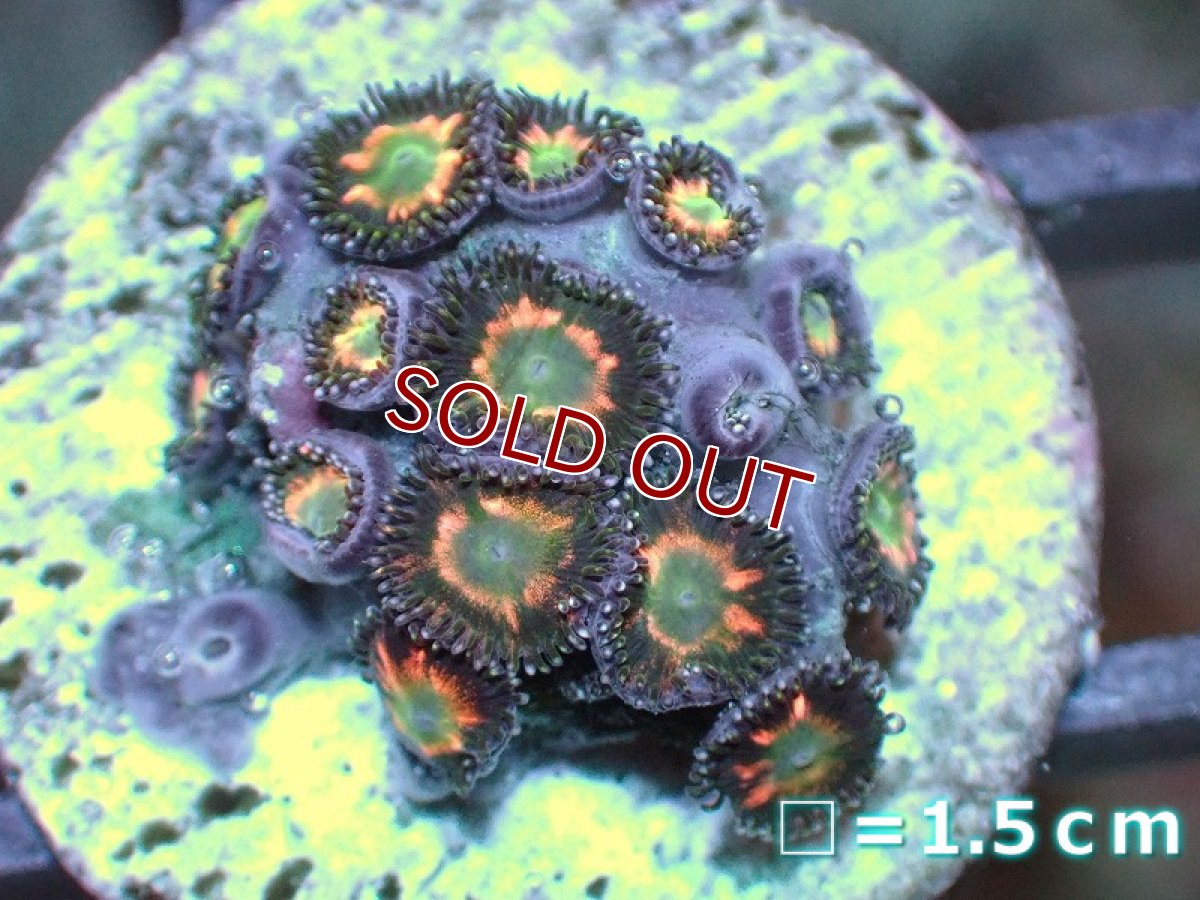 画像1: 【サンゴ】【通販】マメスナギンチャクsp. (フラグ/美カラー）（個体販売）No.17（生体）（サンゴ） (1)