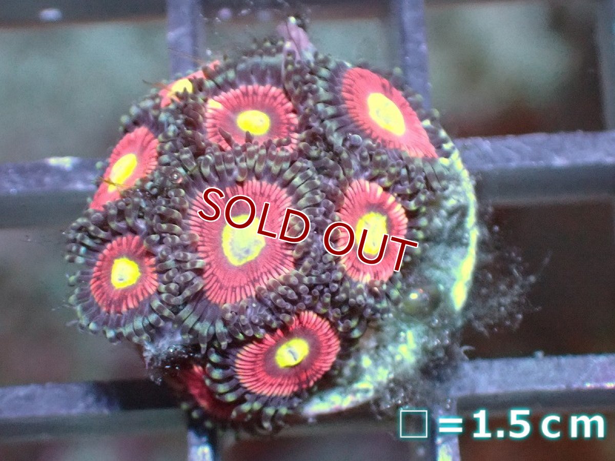 画像1: 【サンゴ】【通販】マメスナギンチャクsp. (フラグ/美カラー）（個体販売）No.18（生体）（サンゴ） (1)