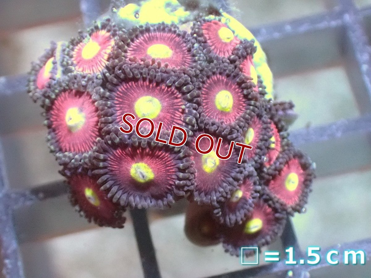 画像1: 【サンゴ】【通販】マメスナギンチャクsp. (フラグ/美カラー）（個体販売）No.20（生体）（サンゴ） (1)