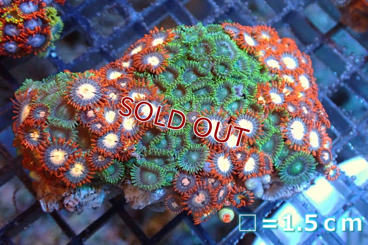 画像1: 【サンゴ】【通販】マメスナギンチャクsp. (Multi）（個体販売）No.2（生体）（サンゴ） (1)
