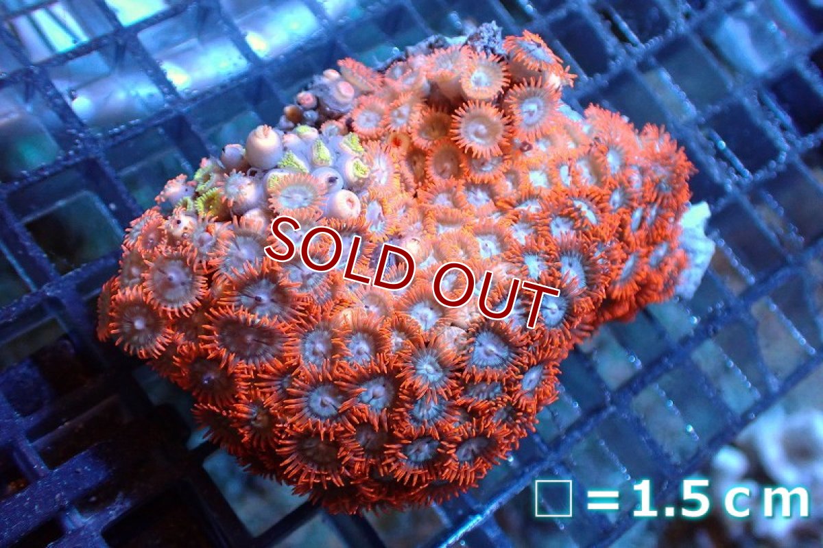 画像1: 【サンゴ】【通販】マメスナギンチャクsp. (Multi）（個体販売）No.5（生体）（サンゴ） (1)