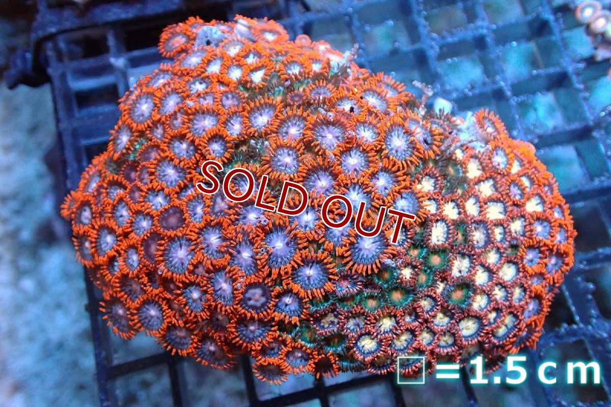 画像1: 【サンゴ】【通販】マメスナギンチャクsp. (Multi）（個体販売）No.6（生体）（サンゴ） (1)