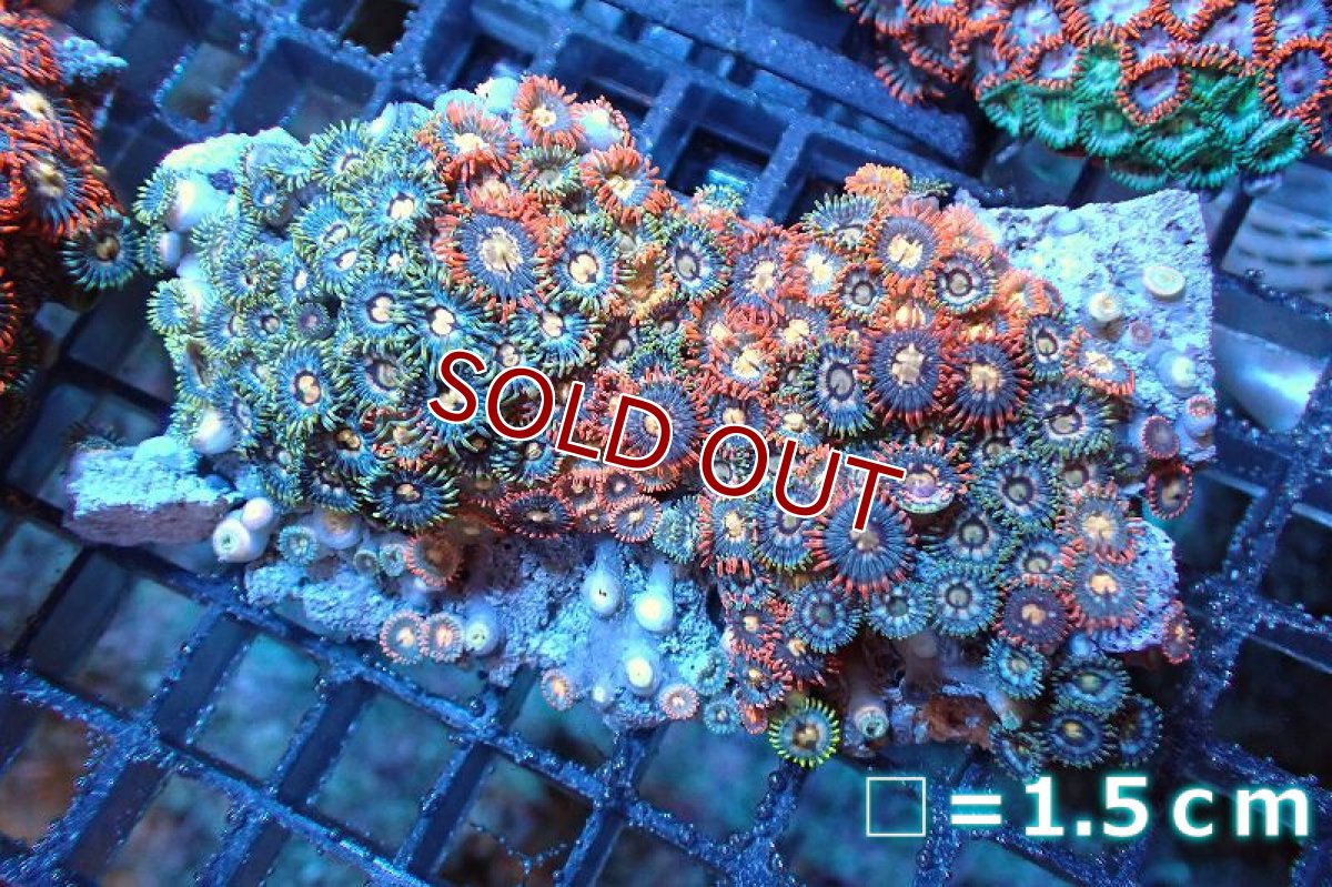 画像1: 【サンゴ】【通販】マメスナギンチャクsp. (Multi）（個体販売）No.7（生体）（サンゴ） (1)