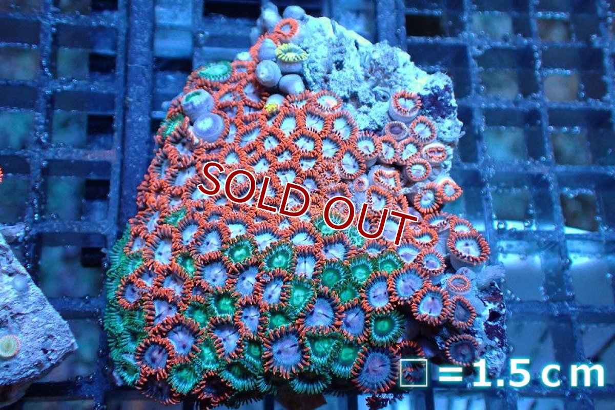 画像1: 【サンゴ】【通販】マメスナギンチャクsp. (Multi）（個体販売）No.8（生体）（サンゴ） (1)