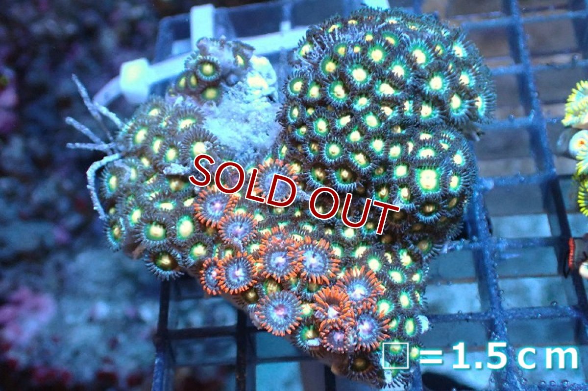 画像1: 【サンゴ】【通販】マメスナギンチャクsp. (Multi）（個体販売）No.16（生体）（サンゴ） (1)