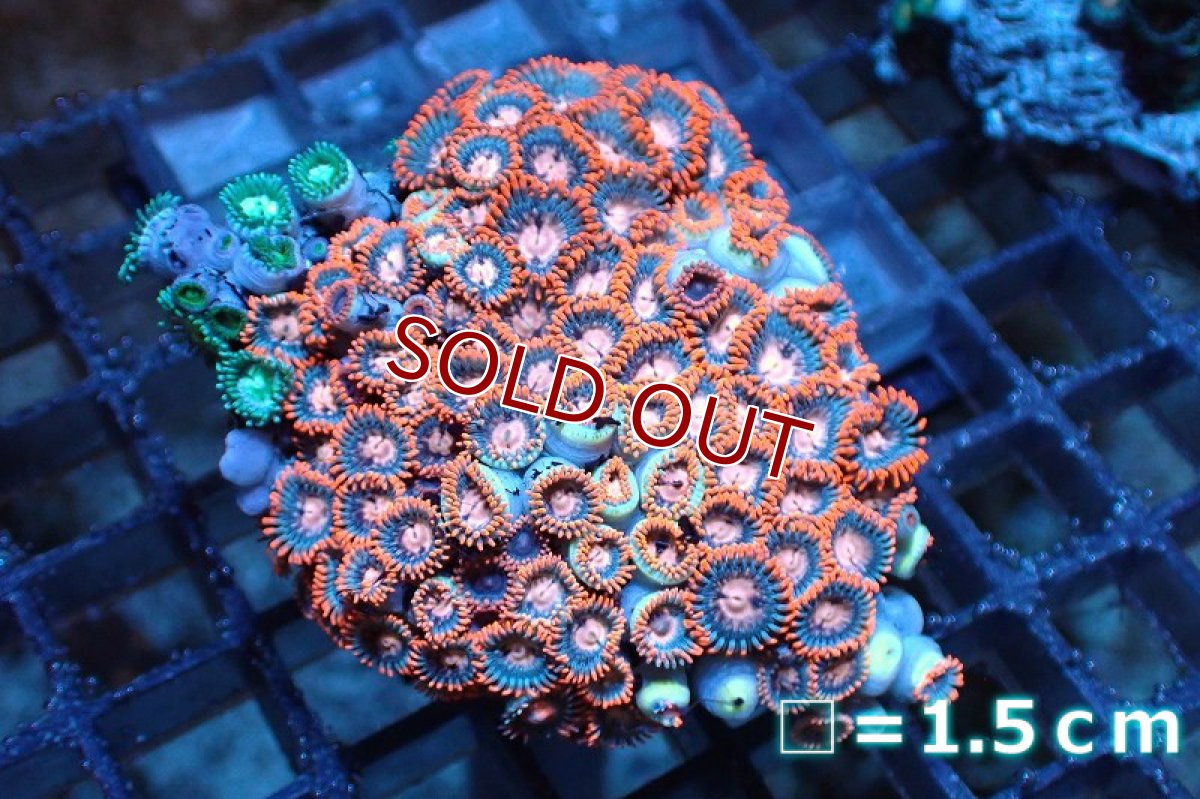 画像1: 【サンゴ】【通販】マメスナギンチャクsp. (Multi）（個体販売）No.18（生体）（サンゴ） (1)