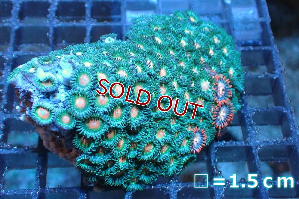画像1: 【サンゴ】【通販】マメスナギンチャクsp. (Multi）（個体販売）No.19（生体）（サンゴ） (1)
