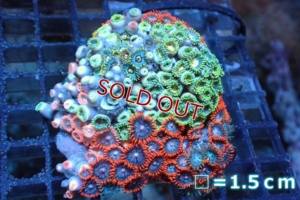 画像1: 【サンゴ】【通販】マメスナギンチャクsp. (Multi）（個体販売）No.20（生体）（サンゴ） (1)
