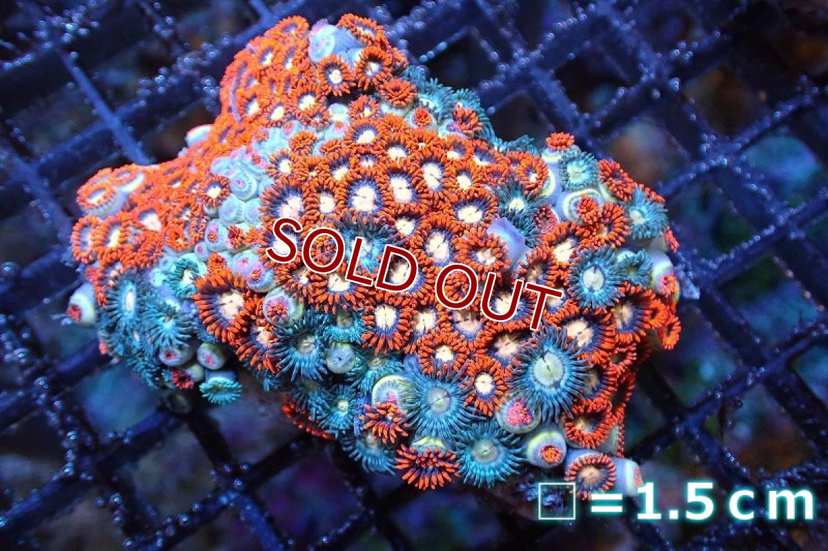 画像1: 【サンゴ】【通販】マメスナギンチャクsp. (Multi）（個体販売）No.22（生体）（サンゴ） (1)